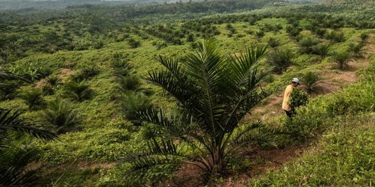 KPPU Ungkap Segelintir Perusahaan Kuasai Kepemilikan Lahan Sawit RI