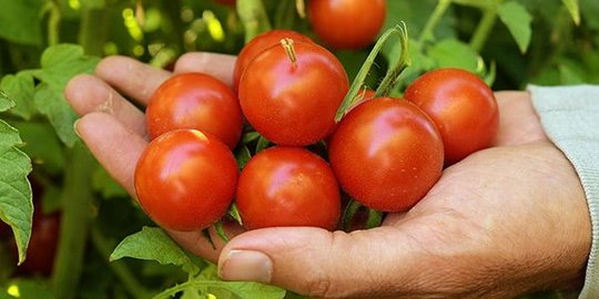 10 Manfaat Tomat Ceri untuk Kesehatan, Bantu Cegah Stroke hingga Jaga Imun Tubuh