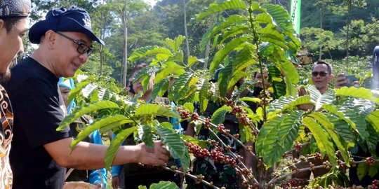 Kopi Jadi Komoditas Unggulan Kabupaten Bogor, Ribuan Ton Dihasilkan dalam Setahun