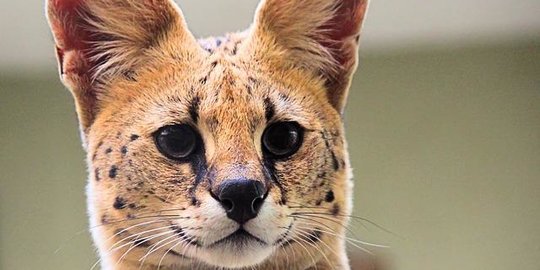 Harga Kucing Serval Beserta Karakter dan Cara Merawatnya, Ketahui Sebelum Membeli