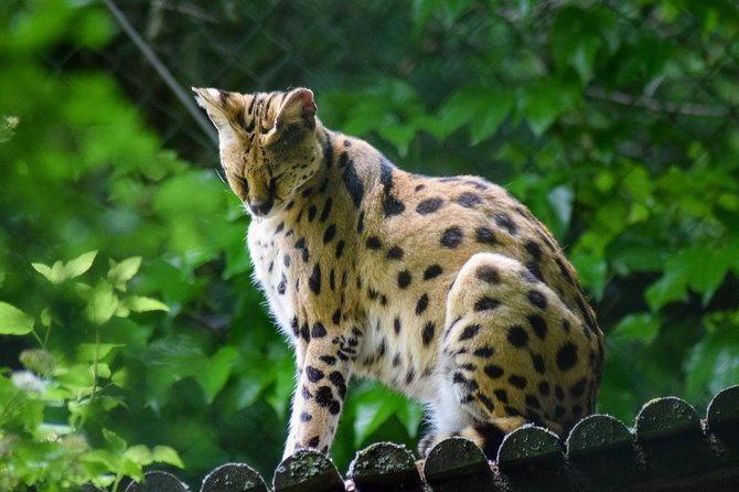 harga kucing serval