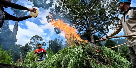 Lima Hektare Ladang Ganja di Hutan Pegunungan Leuser Aceh Dimusnahkan