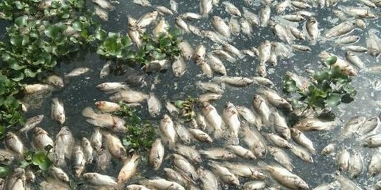 Mengenal Upwelling, Penyebab Ribuan Ton Ikan Mati Mendadak di Waduk Darma Kuningan