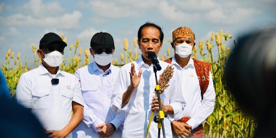 Antisipasi Krisis Pangan, Jokowi Sebut Sorgum Bisa Jadi Alternatif