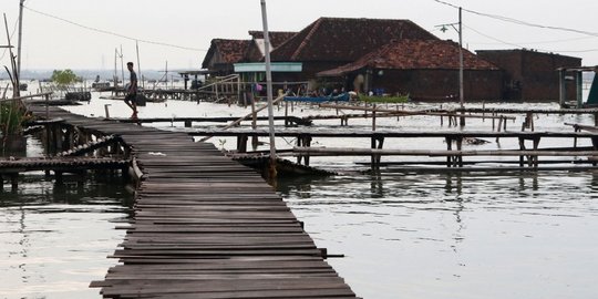 Imbas Banjir Rob, Petani Tambak Bandeng dan Udang di Pekalongan Gagal Panen