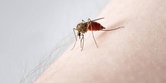 Demam Tinggi dan Bercak Merah Dialami 8 Warga Cilandak Diduga Akibat Chikungunya