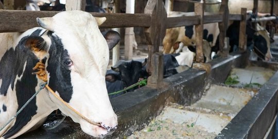 Biaya Pakan Domba Tinggi, Begini Cara Kreatif Peternak Asal Sleman Mencari Solusinya