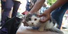 Vaksin Gratis untuk Wujudkan Jakarta Bebas Rabies