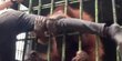 Demi Konten, Pria di Riau Masuk Pagar Orangutan Tanpa Izin Berakhir Minta Tolong