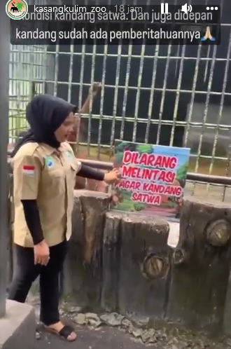 viral pria ditarik orang utan di kebun binatang ternyata ini faktanya