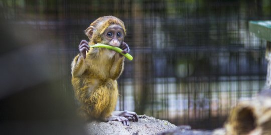 Jenis Monyet dan Karakteristiknya yang Menarik Dipelajari, Baca Selengkapnya