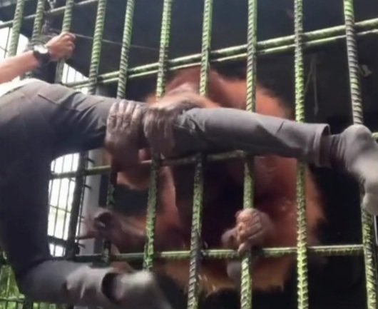 pria di riau masuk pagar orangutan tanpa izin berakhir minta tolong