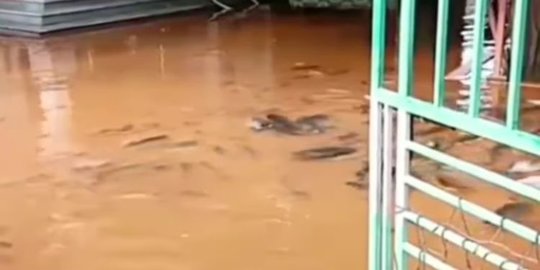 Potret Halaman Rumah Warga Penuh Ikan, Diduga Ikan Peliharaan Lepas Terbawa Banjir