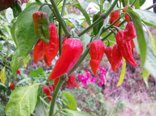 naga morich