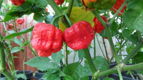 trinidad moruga scorpion