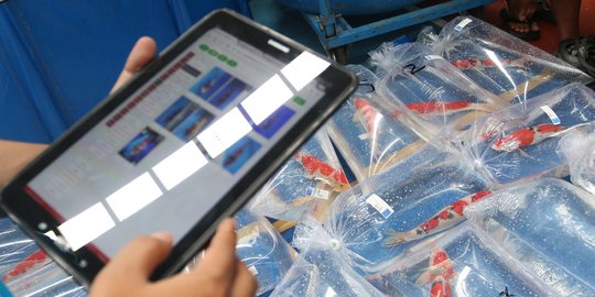 Jenis-jenis Ikan Koi yang Paling Cantik, Lengkap dengan Harganya