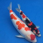 kohaku koi