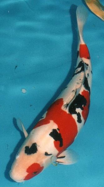 sanke koi