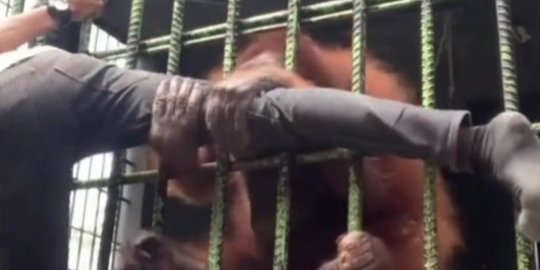 Pemuda yang Ditarik Orangutan Minta Maaf Bikin Konten Tanpa Izin