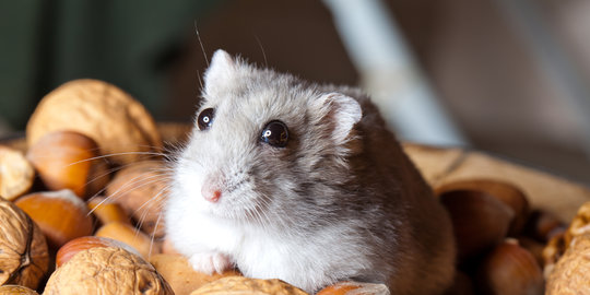 17 Tanda Hamster Sakit yang Penting Diketahui, Postur Membungkuk