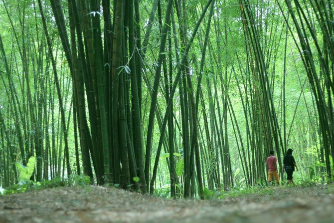 ilustrasi hutan bambu