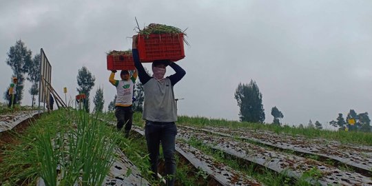 Jadi Percontohan di Indonesia, Begini Cara Temanggung Kembangkan Lumbung Pangan