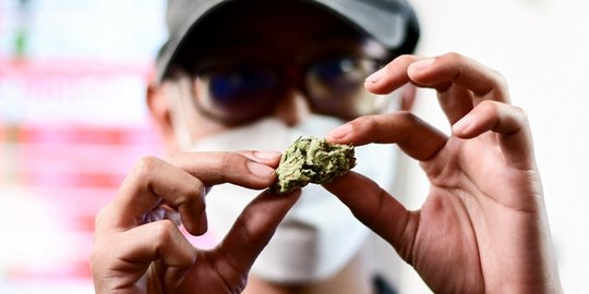 Resmi Dilegalkan, Ganja Mulai Dijual Bebas di Kafe-Kafe Thailand