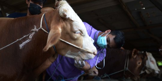 Seribuan Sapi di Palembang Terjangkit PMK, Peternak Terpaksa Cari Obat Secara Mandiri