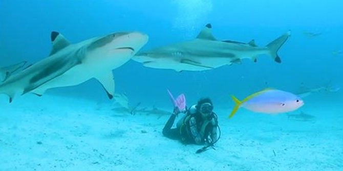 Jejalahi Pesona Alam Morotai dan Menyelam Bersama Hiu di Matita Shark Point