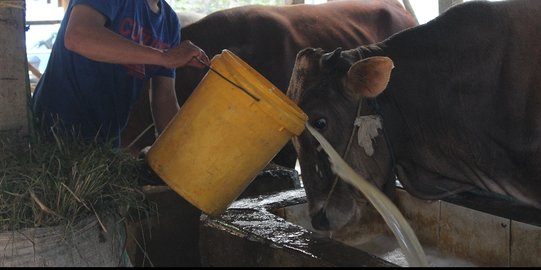 Cegah PMK, Begini Penjelasan Pemkot Malang soal Penjualan Hewan Kurban