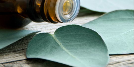 Mengenal Tanaman Eucalyptus, Wangi Daunnya Tercium dari Jenazah Eril