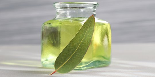 Punya Wangi yang Khas, Ini Manfaat Tanaman Eucalyptus Bagi Kesehatan