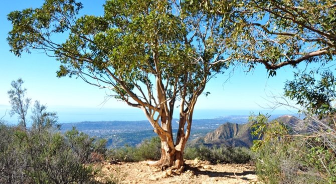 pohon eucalyptus yang memiliki kandungan emas