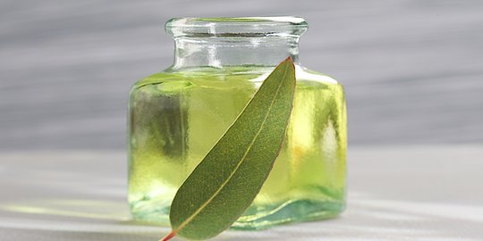 Fakta Daun Eucalyptus, Tumbuhan yang Wanginya Tercium di Jasad Eril Anak Ridwan Kamil