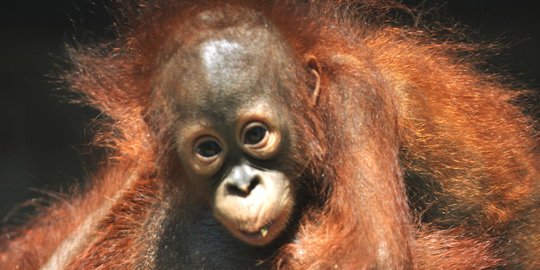 Mengenal Karakter Orang Utan yang Tak Terduga, Bisa Angkat Beban hingga 226 Kg