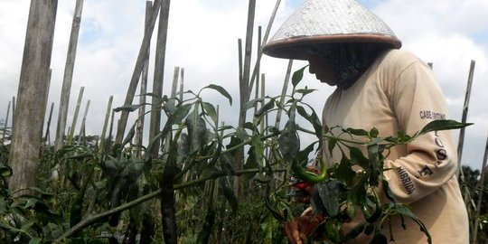 Dampak Kemarau Basah Bagi Petani Kudus, Bikin Gagal Panen