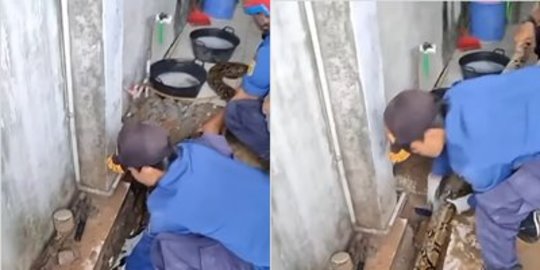 Petugas Damkar Taklukan Ular Besar di Tanah Abang, Pipa Air Jadi Tempat Sembunyi