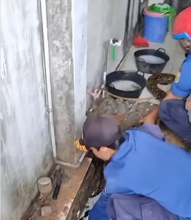 petugas damkar taklukan ular 039raksasa039 di tanah abang pipa air jadi tempat sembunyi