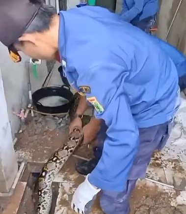 petugas damkar taklukan ular 039raksasa039 di tanah abang pipa air jadi tempat sembunyi