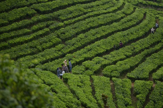 mengisi libur lebaran di kebun teh puncak