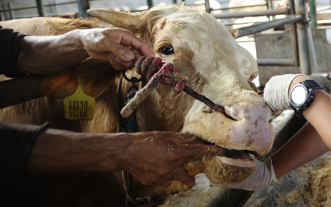 upaya pencegahan penyakit mulut dan kuku pada sapi di depok