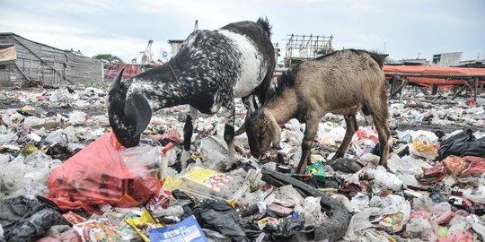 Ironis Kambing Ternak Makan Sampah