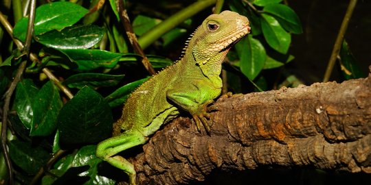 Cara Merawat Iguana Bagi Pemula, Makanan, dan Penyakitnya