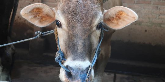 Pemkab Bantul Minta Para Jagal Terus Potong Sapi Meski Marak PMK, Ini Alasannya