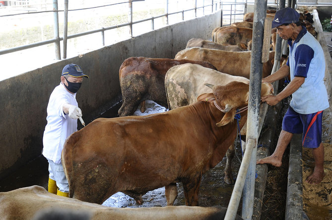 upaya pencegahan penyakit mulut dan kuku pada sapi di depok