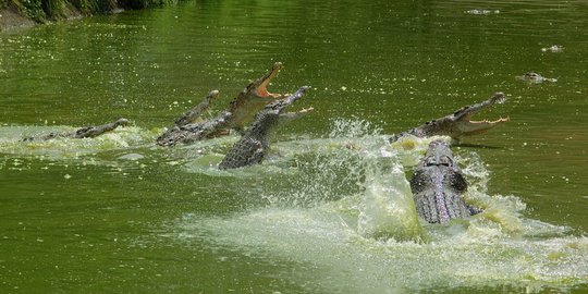 Hilang saat Cari Umpan, Warga Kaltim Ditemukan Tak Utuh di Dekat Buaya Besar