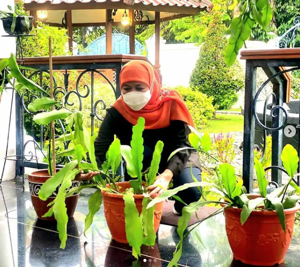 potret khofifah merawat tanaman di rumah dinas gubernur jawa timur