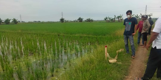 Teror Patok Bambu Bercat Merah di Sawah Warga Pantura Tangerang