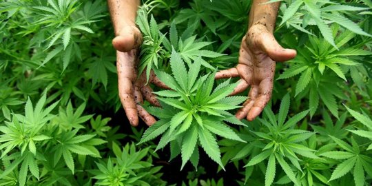 Kepala BNN: Tidak Ada Legalisasi Ganja di Indonesia