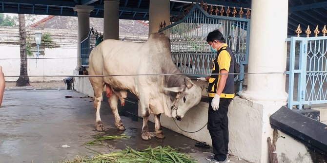 Ketahui Tata Cara Kurban Sesuai Syariat Islam Lengkap Beserta Syarat & Hukumnya